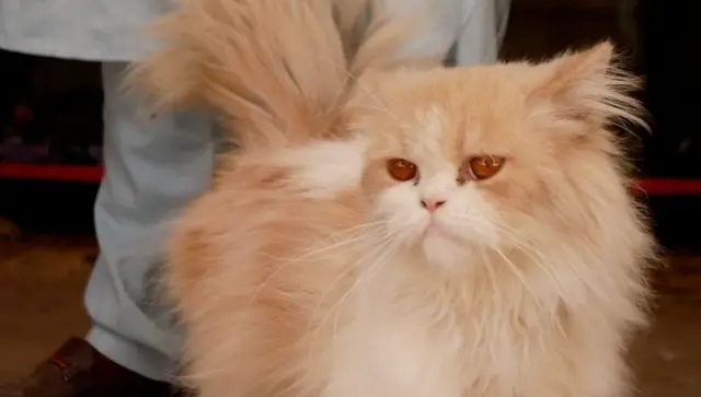 پاکستان، جانور، حقوق