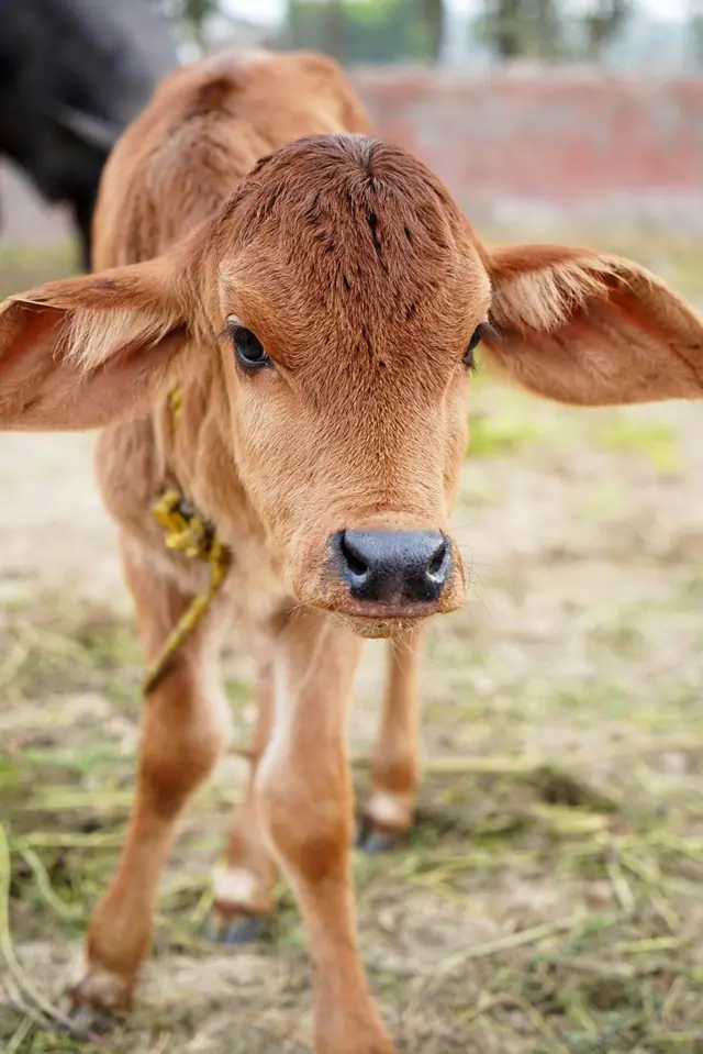 గిర్ ఆవులు 