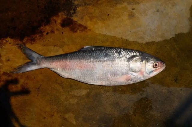 ইলিশও বাংলাদেশের একটি জিআই পণ্য।