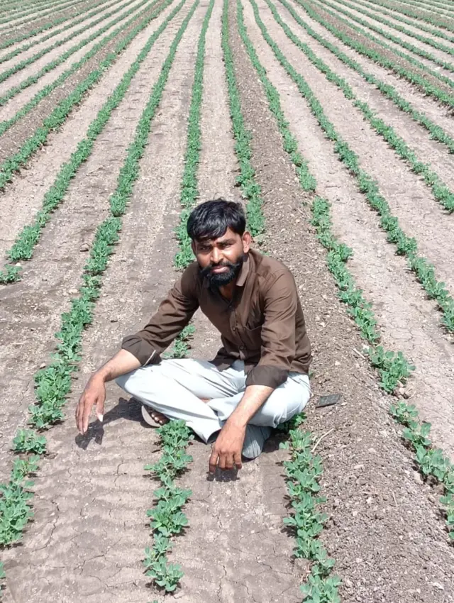 સૌરાષ્ટ્રમાં મગફળીનું વાવેતર અને ઉત્પાદન, ગિરનાર 4 બિયારણ ક્યાં મળે, ગિરનાર 4ની વધુ માગ કેમ છે, ગિરનાર 4માં ઉત્પાદન વધુ મળે , જીજી 39 સારું કે ગિરનાર 4, બીબીસી ગુજરાતી, બીબીસી ન્યૂઝ