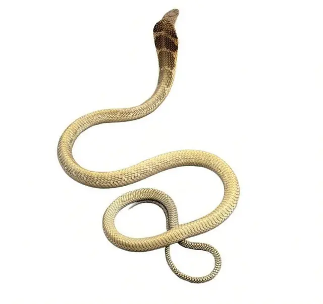 ਓਫੀਓਫੈਗਸ ਬੰਗਰਸ