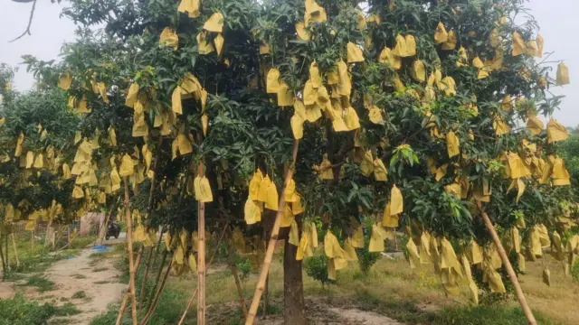 কাটিমন আম চাষে বাড়তি যত্ন নিতে হয়।