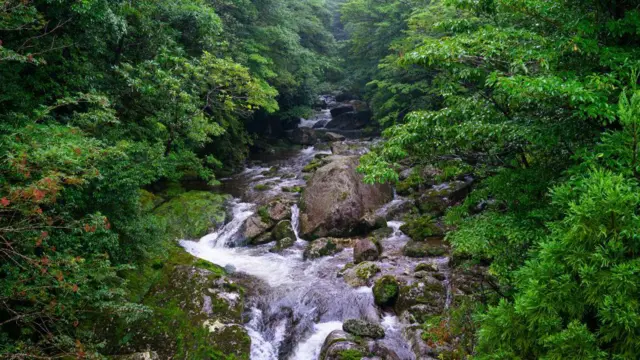 Sungai dengan bebatuan mengalir di tengah hamparan pepohonan hijau di Kagoshima, Yakushima, Jepang.