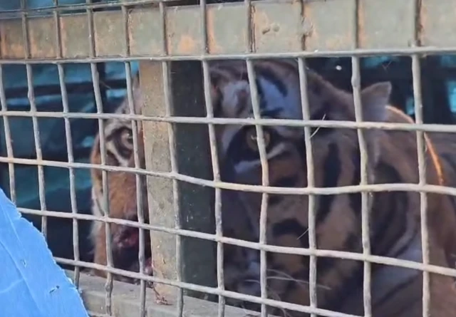 கூண்டில் சிக்கிய புலி