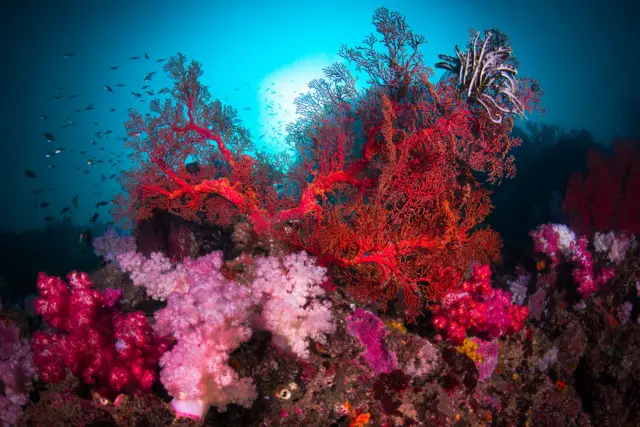 प्रवाळ फुलांसारखे दिसत असले तरी हे प्रत्यक्षात प्राणी आहेत. 