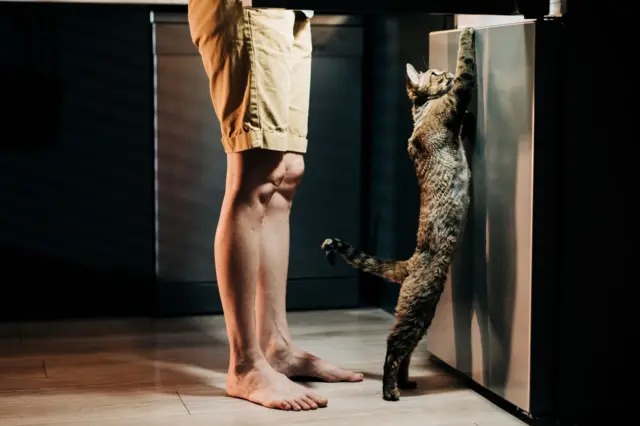 Un hombre frente a la nevera a medianoche y a su lado un gato en dos patas.
