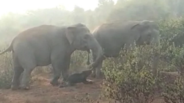 Tembo huwaburuta watoto wao waliokufa hadi wapate mahali pa kuwazika.