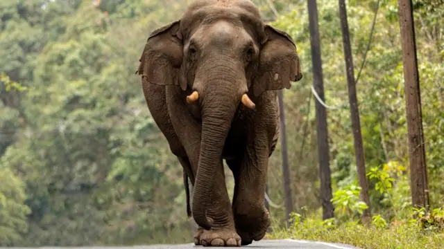 யானை வாழ்விடம் காடு 