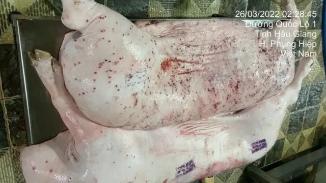 Hình ảnh heo có dấu hiệu bị bệnh đăng trên mạng xã hội được xác định chụp tại lò mổ ở Dững Nga ở huyện Phụng Hiệp (Hậu Giang). Phía công ty C.P Việt Nam nói rằng hình ảnh này từ năm 2022 và con heo đã bị tiêu hủy Hình ảnh heo có dấu hiệu bị bệnh đăng trên mạng xã hội được xác định chụp tại lò mổ ở Dững Nga ở huyện Phụng Hiệp (Hậu Giang). Phía công ty C.P Việt Nam nói rằng hình ảnh này từ năm 2022 và con heo đã bị tiêu hủy