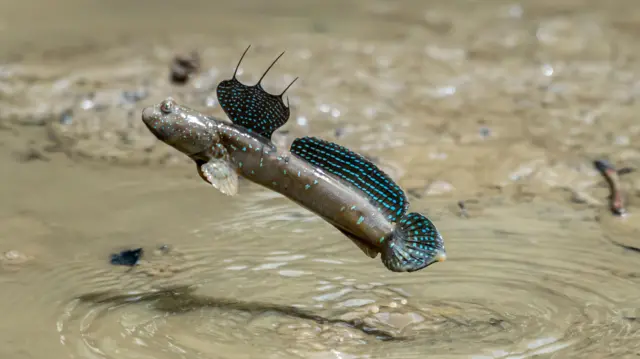 మడ్ స్కిపర్ చేపలు