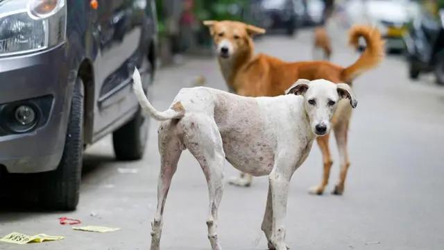 వీధి కుక్కలు