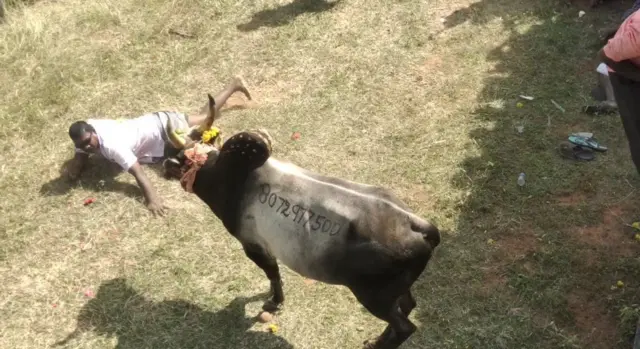 ஜல்லிக்கட்டுக்கும் மஞ்சுவிரட்டுக்கும் என்ன வித்தியாசம்?