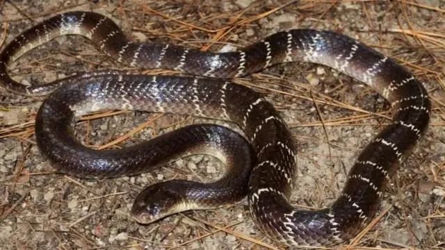 Common Krait