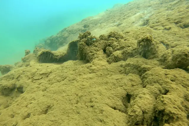  ‘निस्सासिएका’ मुँगाका चट्टान