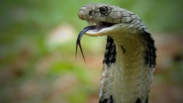 பாம்பு படம் எடுத்து நிற்கும் புகைப்படம்