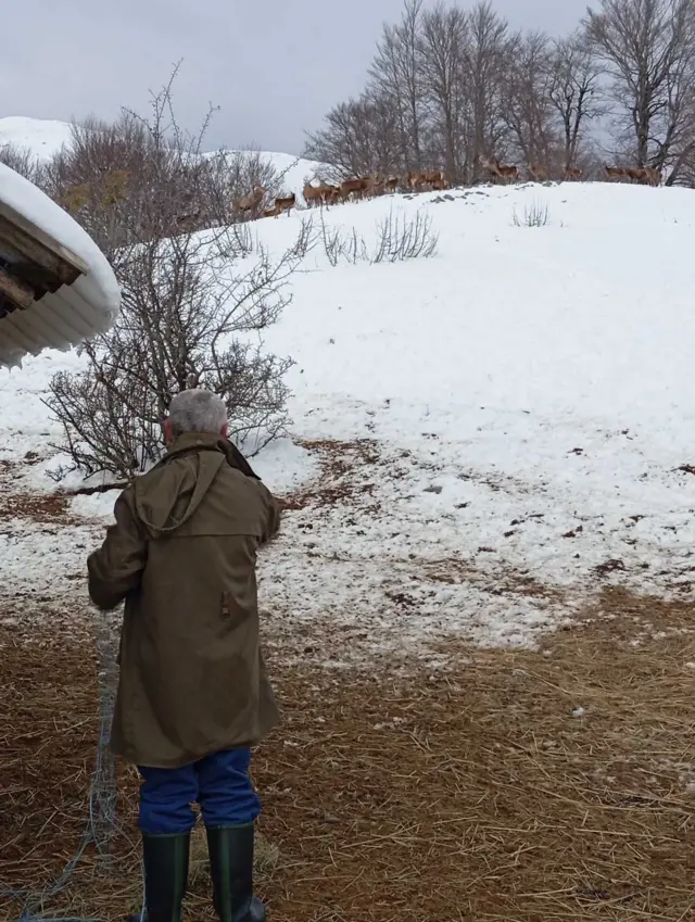 muškarac u zelenoj jakni okrenut leđima gleda u pravcu jelena, koji su na brdu između drveća