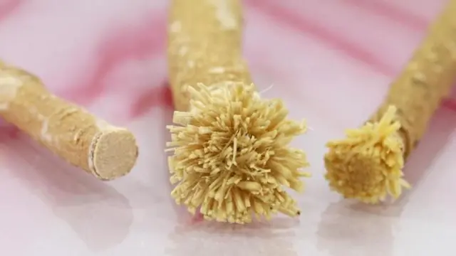 Les bâtonnets à mâcher Miswak sont traditionnellement utilisés en Afrique, au Moyen-Orient et en Asie du Sud.