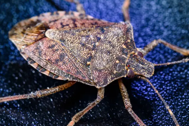 mərmərə bağacığı iylu böcək iyli həşərat iyli cücü Qaxda cücü yayılıb