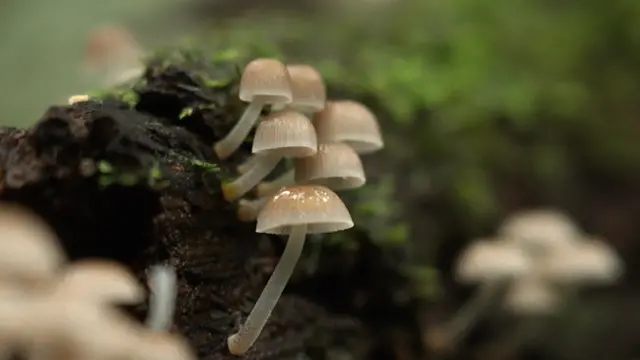 देवराईत पावसाळ्यात उगवलेली भूछत्रं