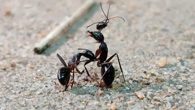 చీమల యుద్ధం 