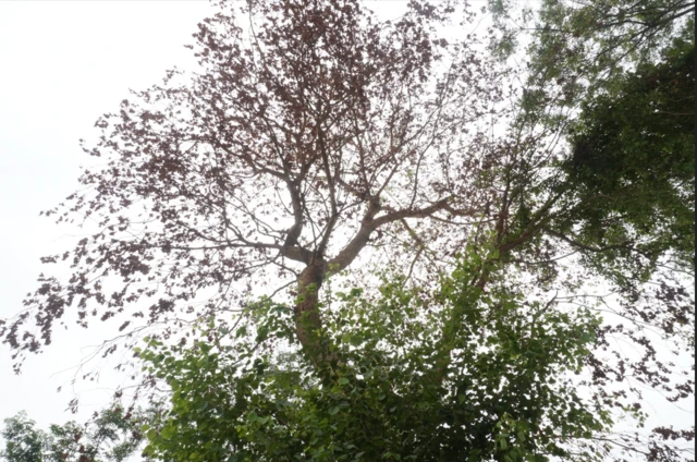 ਪੰਜਾਬ ਦੇ ਵਿਰਾਸਤੀ ਰੁਖ