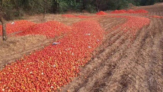 Tomates desperdiçados