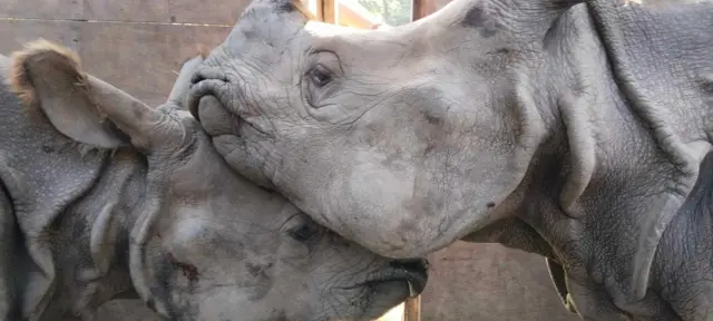 पुष्प र अञ्जली