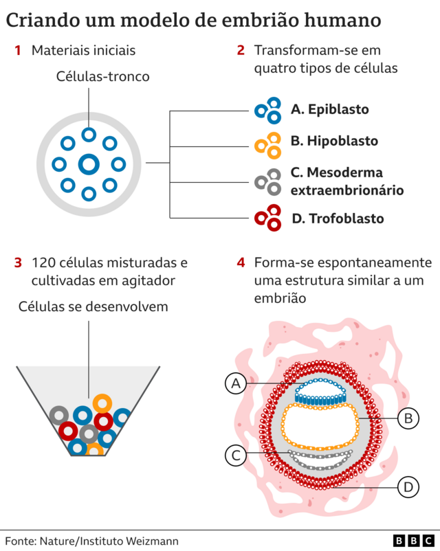 Gráfico ilustrando a criaçãofree online casino games real money no depositum modelofree online casino games real money no depositembrião humanofree online casino games real money no depositlaboratório