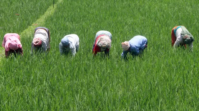 कृषि जमिन