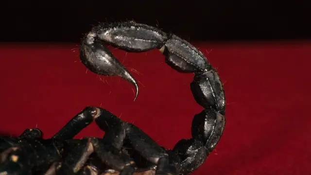 Detail of tail and sting on a black fat-tailed scorpion
