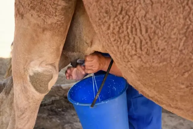 Camel