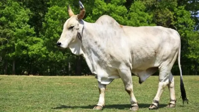 ভালো জাতের দেশি গরু