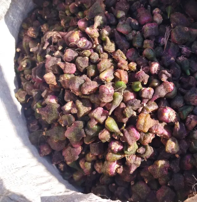 ఆర్కిడ్‌స్