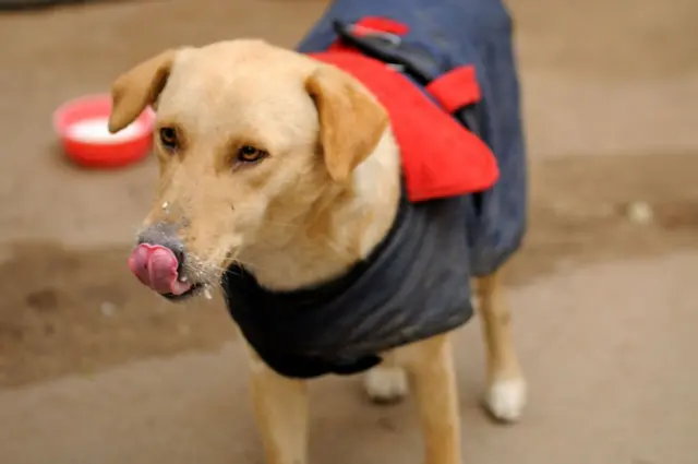 અમદાવાદ, કૂતરાં, રખડતાં કૂતરાં, બીબીસી ગુજરાતી