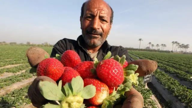 Wani manomi dan kasar Masar yana rike da strawberries da aka girbe a kauyen Al Deir da ke Toukh a birnin Alkahira. 