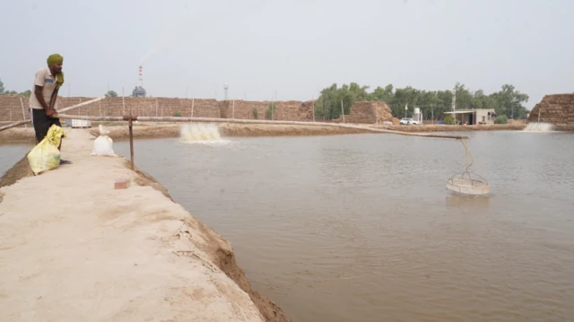 ਝੀਂਗਾ ਪਾਲਣ