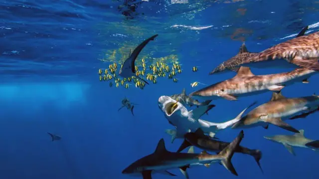 깃대돔과 상어 무리