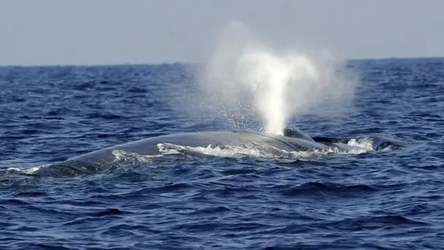 प्रतीकात्मक तस्वीर