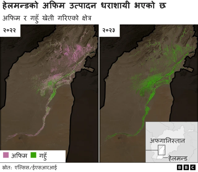 अफिम र गहुँ उत्पादन