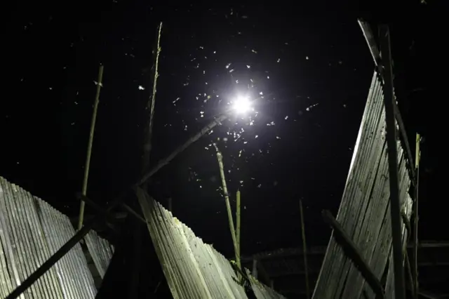 Les insectes tombent, souvent attirés par cette lumière fascinante.