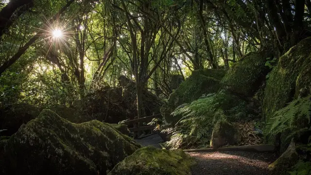 Camino en un bosque