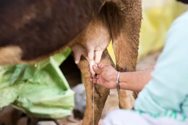 कौन सा दूध बेहतर है ए1 या ए2