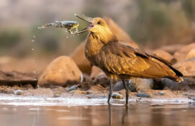 ‘ቃልስና ነዊሕ ክኸውን ይኽእል’ዩ . . . ዓወትና ግን. . .’
