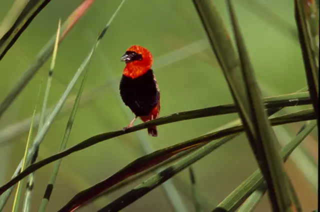 Muri Nyungwe habonetse amoko mashya y'inyoni atari azwi arenga 300