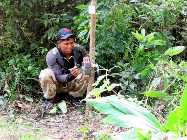 बाघ गणनाका लागि क्यामेरा ट्र्याप लगाउँदै एक कर्मचारी 