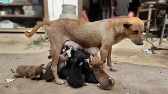 কুকুরের জন্ম নিয়ন্ত্রণ করা।