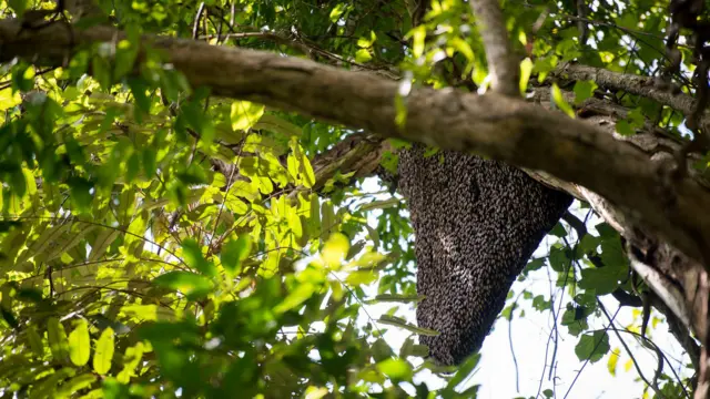 உலக தேனீக்கள் தினம்