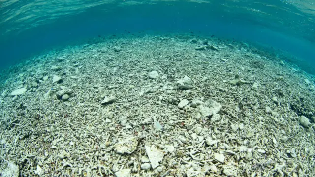 Terumbu karang hancur