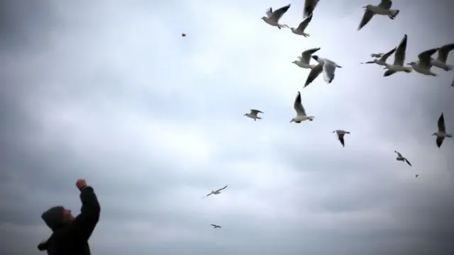 Людина в темному одязі, яка стоїть на відкритому повітрі й піднятою рукою щось кидає у небо. Над нею летить зграя чайок, розкиданих по всьому верхньому та правому боці зображення. Небо сіре й хмарне, що надає сцені спокійної, майже зимової атмосфери.