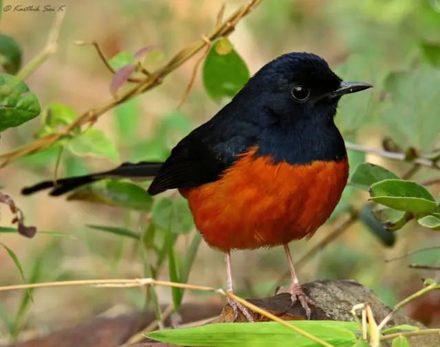 వరల్డ్ ఫొటోగ్రఫీ డే 